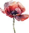 Red Poppy Vector, Print, Illustration Royalty Free Stock Photo